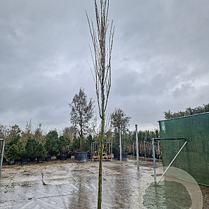 Koelreuteria pan. 'Fastigiata' 18-20 HO draadkluit