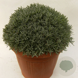 Lavandula angustifolia GM 45L