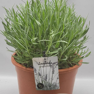 Lavandula angustifolia GM C5
