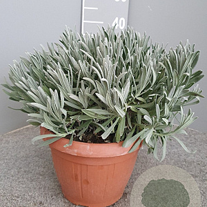 Lavandula angustifolia GM C5