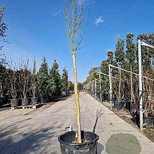 Lagerstroemia Black Solit. Series 120 cm stam container 12-14