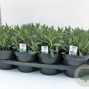 Lavandula dentata P14