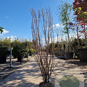 Lagerstroemia Dynabite 175-200 cm draadkluit meerstammig solitair