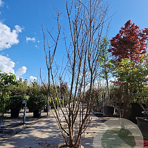 Lagerstroemia Dynabite 250-300 cm draadkluit meerstammig solitair