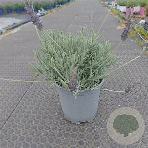 Lavandula 'Goodwin Creek Grey' GM C3