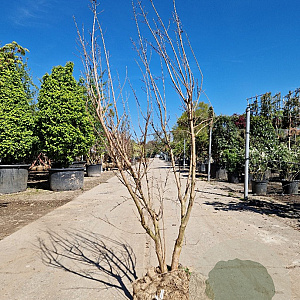 Lagerstroemia indica 125-150 cm draadkluit meerstammig