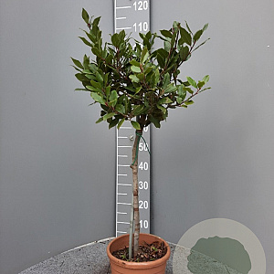 Laurus nobilis 80 cm 5,0L stam
