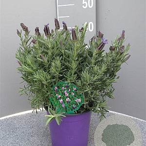 Lavandula stoechas GM C3