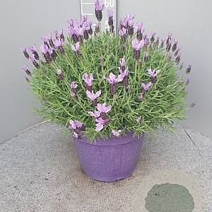 Lavandula stoechas GM 30L