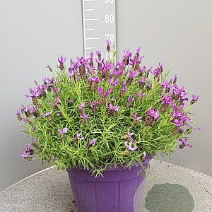 Lavandula stoechas GM 30L