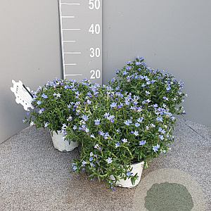 Lithodora diffusa P14