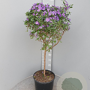 Lycianthes rantonnetii 100 cm 20L stam