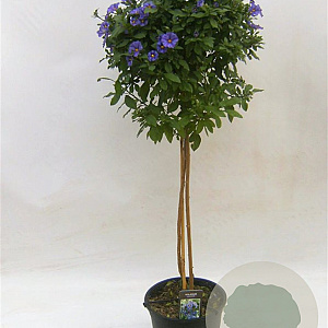 Lycianthes rantonnetii 90 cm 5,0L stam