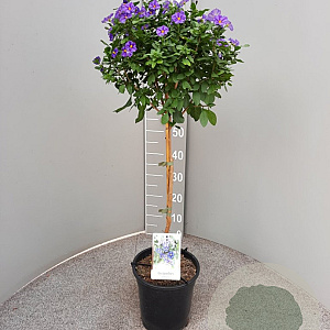 Lycianthes rantonnetii 90 cm 5,0L stam