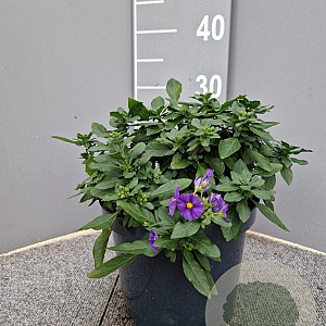 Lycianthes rantonnetii gm 4,0L