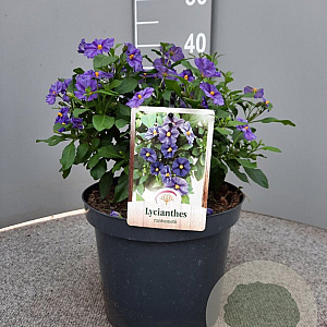 Lycianthes rantonnetii gm 4,0L