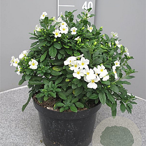 Lycianthes r. Charles White gm 4,0L