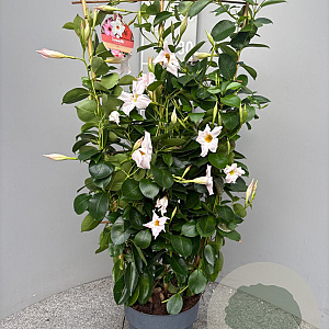 Mackaya bella 60-80 cm 4,0L