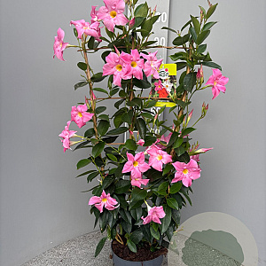 Mackaya bella 60-80 cm 4,0L