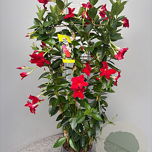 Mackaya bella 60-80 cm 4,0L