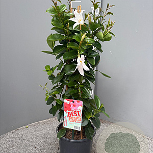 Mackaya bella 70 cm 3,0L piramide