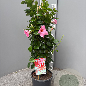 Mackaya bella 70 cm 3,0L piramide