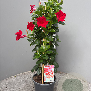 Mackaya bella 70 cm 3,0L piramide
