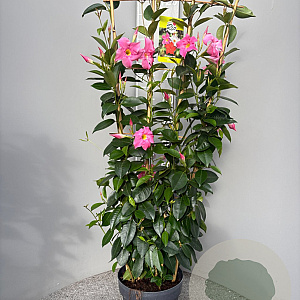 Mackaya bella 80-100 cm 5,0L