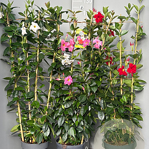Mackaya bella 80-100 cm 5,0L
