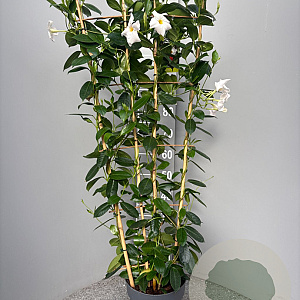 Mackaya bella 80-100 cm 5,0L