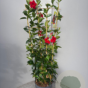 Mackaya bella 80-100 cm 5,0L