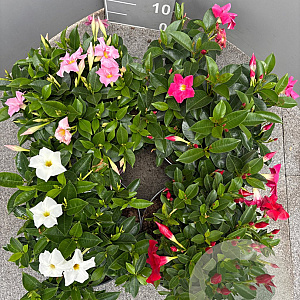 Mackaya bella GM 9L