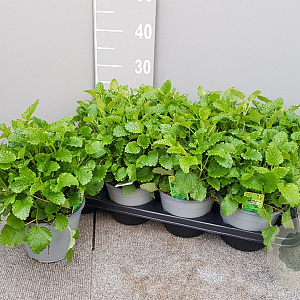 Melissa off. 'Citronella' P14