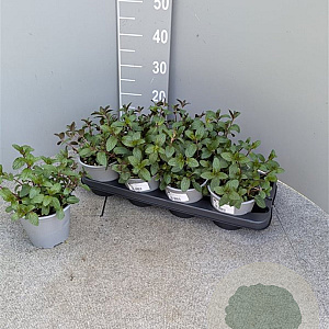Mentha piperita 'Chocolate' P14