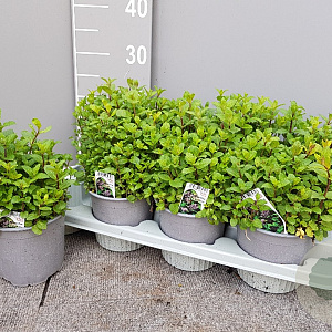 Mentha piperita P14