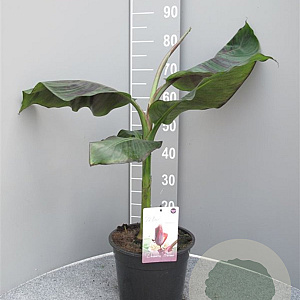 Musa sikkimensis 'Red Tiger' GM C6L