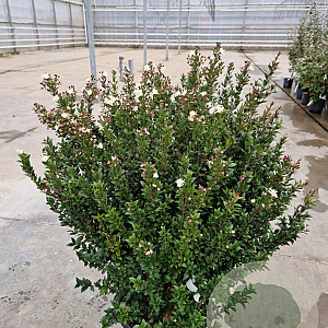 Myrtus communis tarentina 80-90 cm 20L