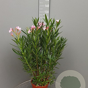 Nerium oleander 175-200 cm 50L