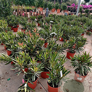 Nerium oleander 30-40 cm 3,0L