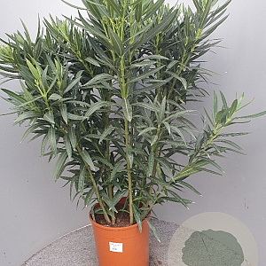 Nerium oleander 80-100 cm 14L