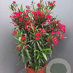 Nerium oleander 90-100 cm 25L