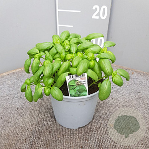 Ocimum basilicum P14