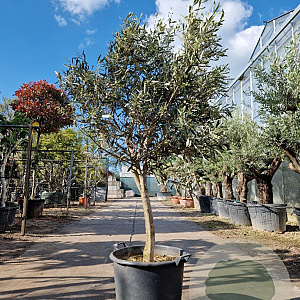 Olea europaea 160 cm stam container 16-18