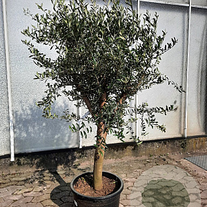 Olea europaea 160 cm stam container 20-25