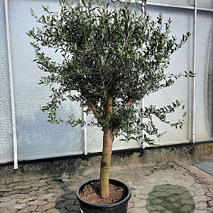 Olea europaea 160 cm stam container 20-25