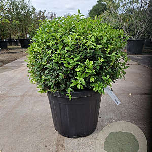 Osmanthus burkwoodii 50 cm container bol