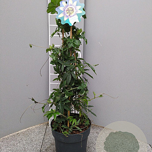 Passiflora caerulea 70 cm 3,0L piramide