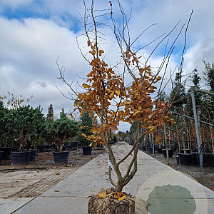 Parrotia persica 200-250 cm draadkluit meerstammig 140-160 diameter