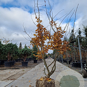 Parrotia persica 200-250 cm draadkluit meerstammig 140-160 diameter