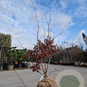Parrotia persica 200-250 cm draadkluit meerstammig 140-160 diameter